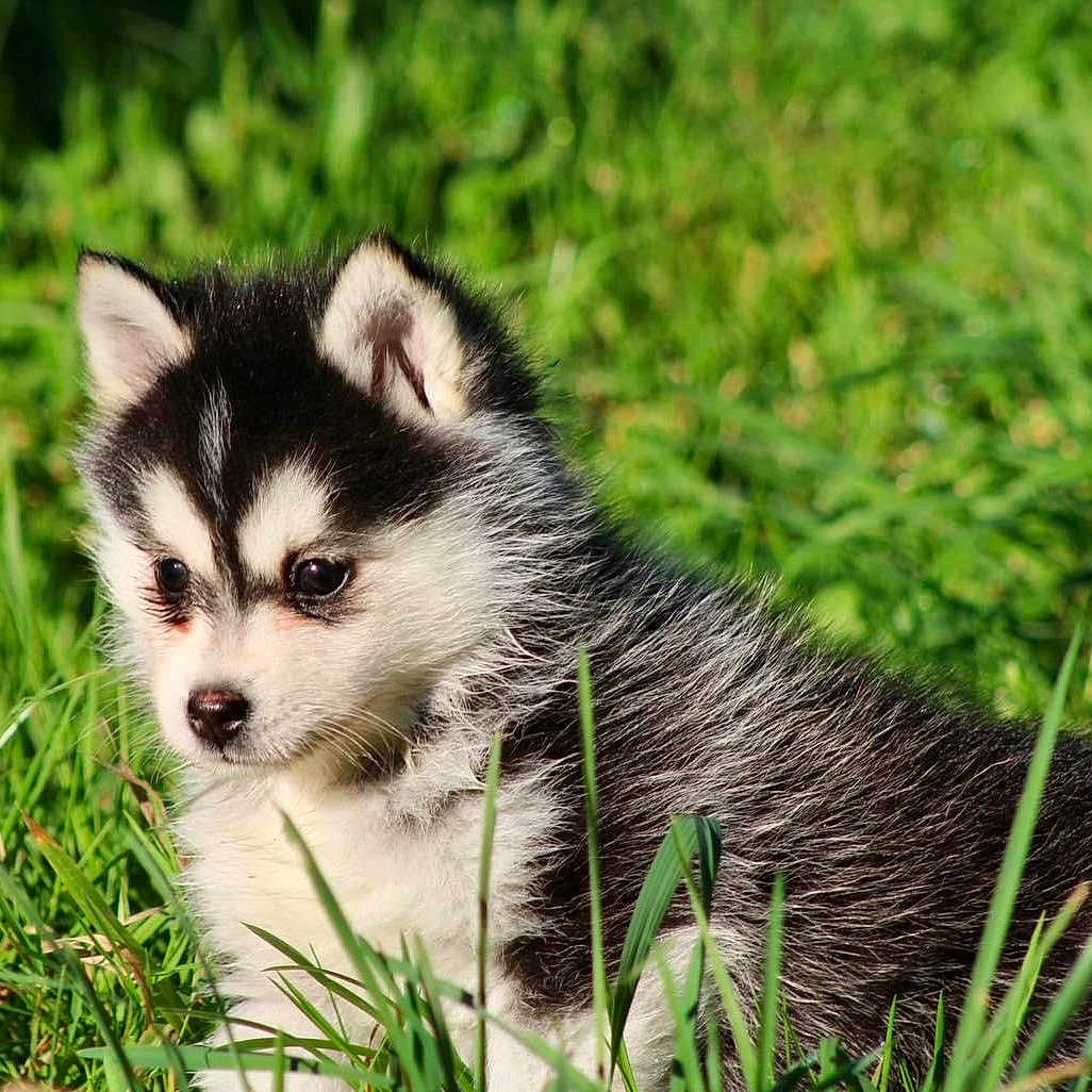 Louky participe au concours pour gagner de l'argent avec cette photo : animal, ball, canine, dog, eskimodog, field, football, grass, grassland, green, husky, lawn, nature, outdoors, pet, plant, puppy, snout, vegetation, whitedog