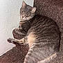 Fiona Flor Cookshot is registered to the contest to win money with this photo: cat, tabby_cat, pet, stairs, carpet, indoor, wall, whiskers, paw, sleepy, lounging, looking_at_camera, feline, fur, domestic_cat, close_up, cozy, portrait, striped, home