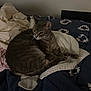 Fiona Flor Cookshot is registered to the contest to win money with this photo: cat, gray_cat, bed, blanket, towel, comforter, sheet, pillow, whiskers, paw, fur, curled_up, sleepy, indoor, bedroom, pet, cozy, domestic, feline, textiles