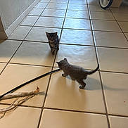 Scar joined the competition — help win amazing prizes! animal, cat, cautious, curious, feather, floor, gray_cat, home, indoor, kitten, light, pet, play, shadow, small, stick, striped_cat, stroller, tile, toy