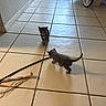 animal, cat, cautious, curious, feather, floor, gray_cat, home, indoor, kitten, light, pet, play, shadow, small, stick, striped_cat, stroller, tile, toy