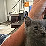Scar is registered to the contest to win money with this photo: animal, arm, cat, closeup, cozy, curious, cute, domestic, floor, furniture, furry, gray_cat, home, indoor, kitten, living_room, person, pet, staircase, table