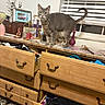 Fiona Flores Cooksho joined the competition — help win amazing prizes! cat, gray_cat, tabby_cat, furniture, dresser, open_drawers, indoor, window, blinds, household_items, decor, photograph_frame, candle, pink_vase, floor_rug, food_bowls, curious_cat, cluttered_surface, wooden_furniture, pet