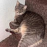 Fiona Flores Cooksho is registered to the contest to win money with this photo: cat, gray_tabby, stairs, carpet, indoor, feline, pet, relaxed, resting, animal, whiskers, ears, fur, paw, cute, sleepy, cozy, home, domestic, mammal