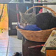Fiona Flores Cooksho joined the competition — help win amazing prizes! cat, basket, gray_cat, indoor, tile_floor, table, toothbrush, decor, window, fairy_lights, household_items, wicker, resting, pet, feline, calm, cozy, fabric, still_life, daylight