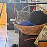basket, calm, cat, cozy, daylight, decor, fabric, fairy_lights, feline, gray_cat, household_items, indoor, pet, resting, still_life, table, tile_floor, toothbrush, wicker, window