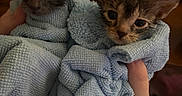 Scar And Lika joined the competition — help win amazing prizes! kitten, cat, towel, wet, small, cute, animal, pet, indoor, hand, feline, wrapped, blue, young, fur, eyes, face, domestic, adorable, snug