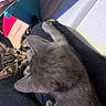 Scar And Lika joined the competition — help win amazing prizes! kitten, cat, tabby_cat, gray_cat, pets, animal, indoor, curious, cozy, closeup, feline, soft_fur, cute, playful, resting, young_animal, domestic_animal, bed, blanket, colorful_background