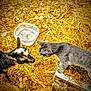 Furb is registered to the contest to win money with this photo: cat, goat, baby_goat, hay, wood_chips, water_container, animal_interaction, outdoor, farm, curious, gray_cat, black_and_white_goat, sunlight, nature, pet, mammal, animal, close_up, daylight, friendship