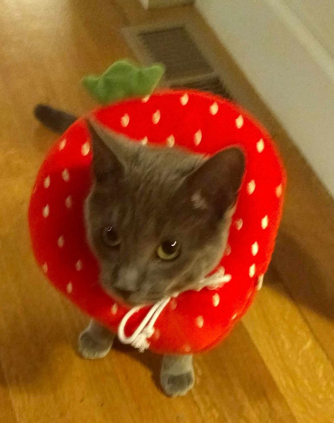 Furb is registered to the contest to win money with this photo: cat, gray_cat, plush_collar, strawberry_collar, pet, animal, indoor, wooden_floor, cute, looking_up, feline, domestic_animal, costume, playful, ears, whiskers, paws, collar, close_up, blurred