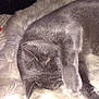 Furb joined the competition — help win amazing prizes! cat, gray_cat, sleeping, paw_covering_face, fluffy_rug, indoor, cozy, feline, pet, fur, animal, relaxing, cute, resting, whiskers, home, soft_texture, domestic_cat, quiet, nap