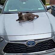 Furb is registered to the contest to win money with this photo: cat, gray_cat, car, toyota, suv, vehicle, license_plate, hood, outdoor, driveway, residential, tree, building, cloudy_sky, animal, pet, relaxed, resting, side_mirror, grille