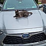 cat, gray_cat, car, toyota, suv, vehicle, license_plate, hood, outdoor, driveway, residential, tree, building, cloudy_sky, animal, pet, relaxed, resting, side_mirror, grille