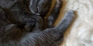 Furb is registered to the contest to win money with this photo: cat, gray_cat, sleeping, curled_up, fluffy_rug, indoor, pet, feline, cozy, resting, cute, fur, animal, domestic_cat, relaxing, soft_texture, home, nap, whiskers, paws