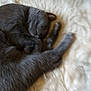 cat, gray_cat, sleeping, curled_up, fluffy_rug, indoor, pet, feline, cozy, resting, cute, fur, animal, domestic_cat, relaxing, soft_texture, home, nap, whiskers, paws