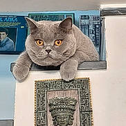 Romulus participe au concours pour gagner de l'argent avec cette photo : alert, animal, artwork, cat, close_up, decoration, feline, fluffy, gray_cat, home, indoor, ledge, lounging, orange_eyes, pet, portrait, posters, sitting, vintage, wall