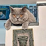 alert, animal, artwork, cat, close_up, decoration, feline, fluffy, gray_cat, home, indoor, ledge, lounging, orange_eyes, pet, portrait, posters, sitting, vintage, wall