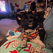 Cannoli is registered to the contest to win money with this photo: bandana, black_and_white, blanket, collar, couch, cozy, curious, decor, dog, furniture, holiday, home, indoor, lamp, living_room, patterned, paws, pet, table, television