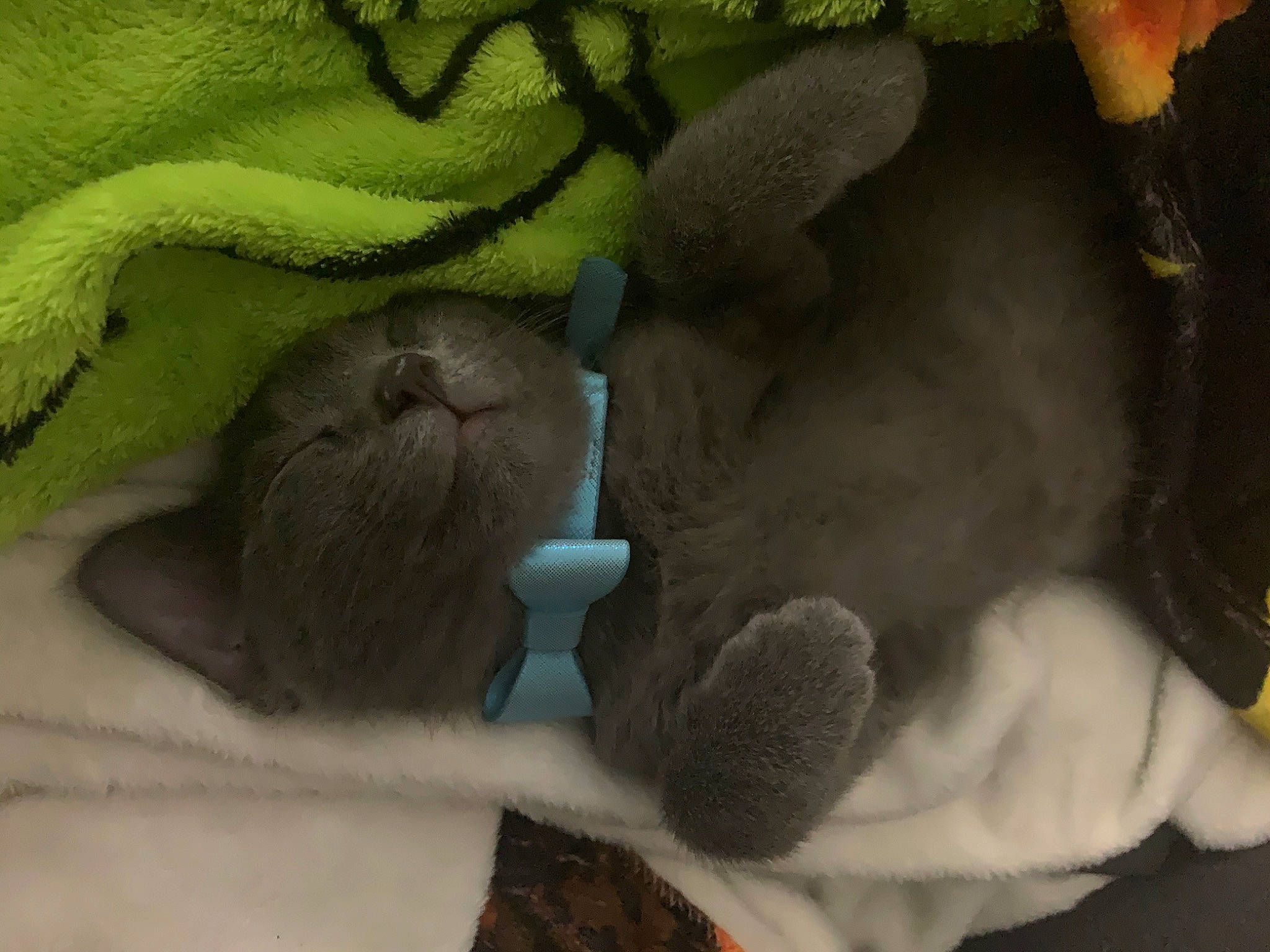 Ludo is registered to the contest to win money with this photo: fawn, nap, snout