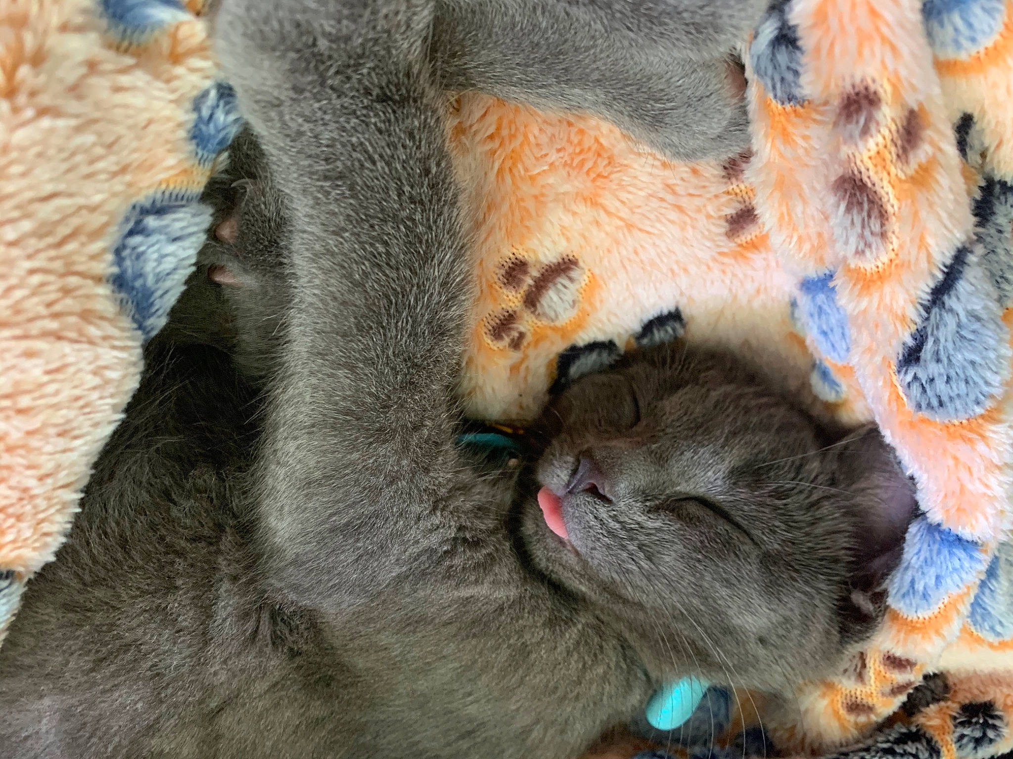 Ludo joined the competition — help win amazing prizes! british_shorthair, carnivore, cat, chartreux, claw, fawn, felidae, fur, kitten, mammal, paw, russian_blue, small_to_medium_sized_cats, snout, whiskers