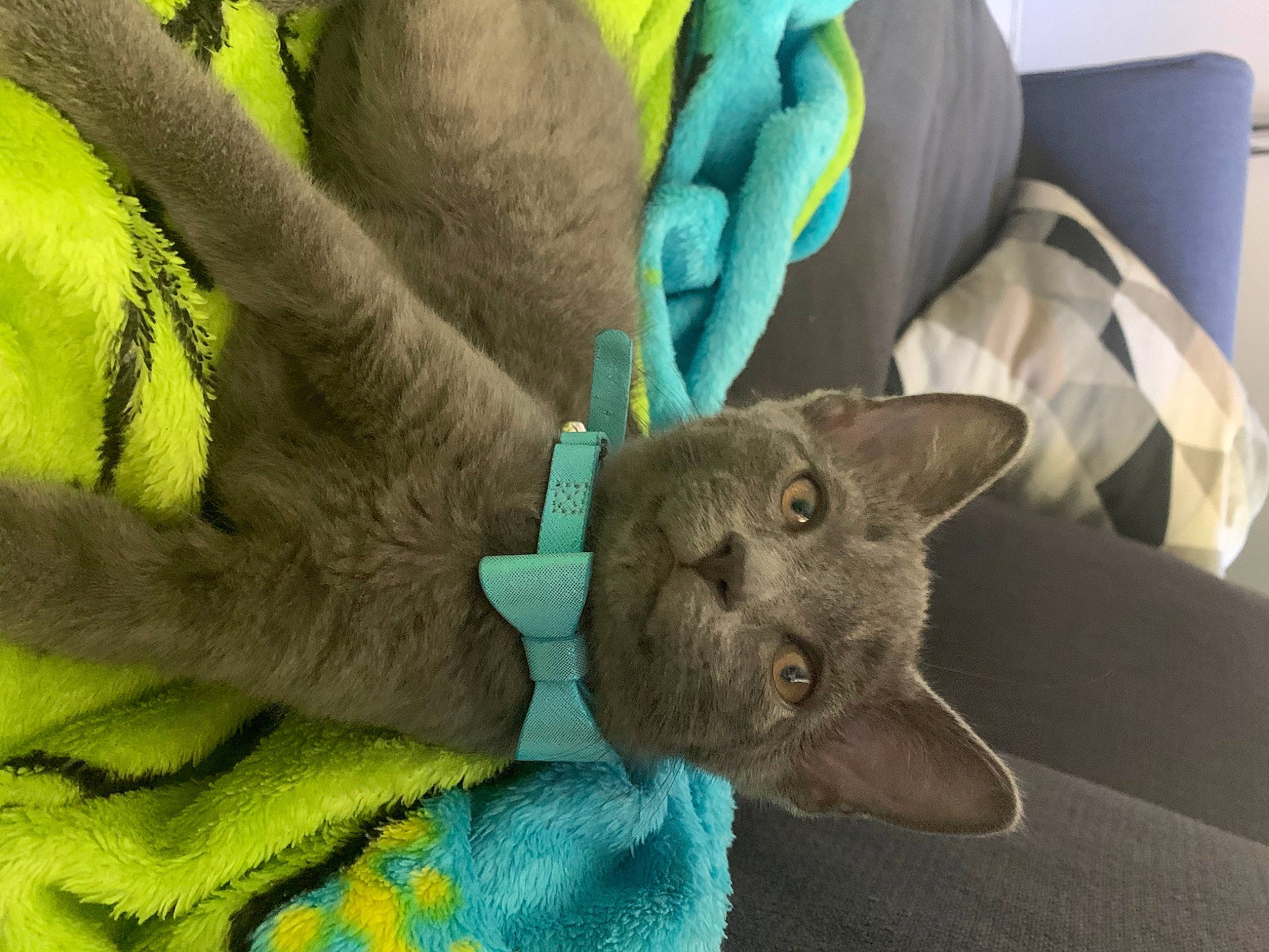 Ludo joined the competition — help win amazing prizes! british_shorthair, carnivore, cat, chartreux, cornish_rex, devon_rex, felidae, korat, nap, oriental_shorthair, russian_blue, small_to_medium_sized_cats, whiskers