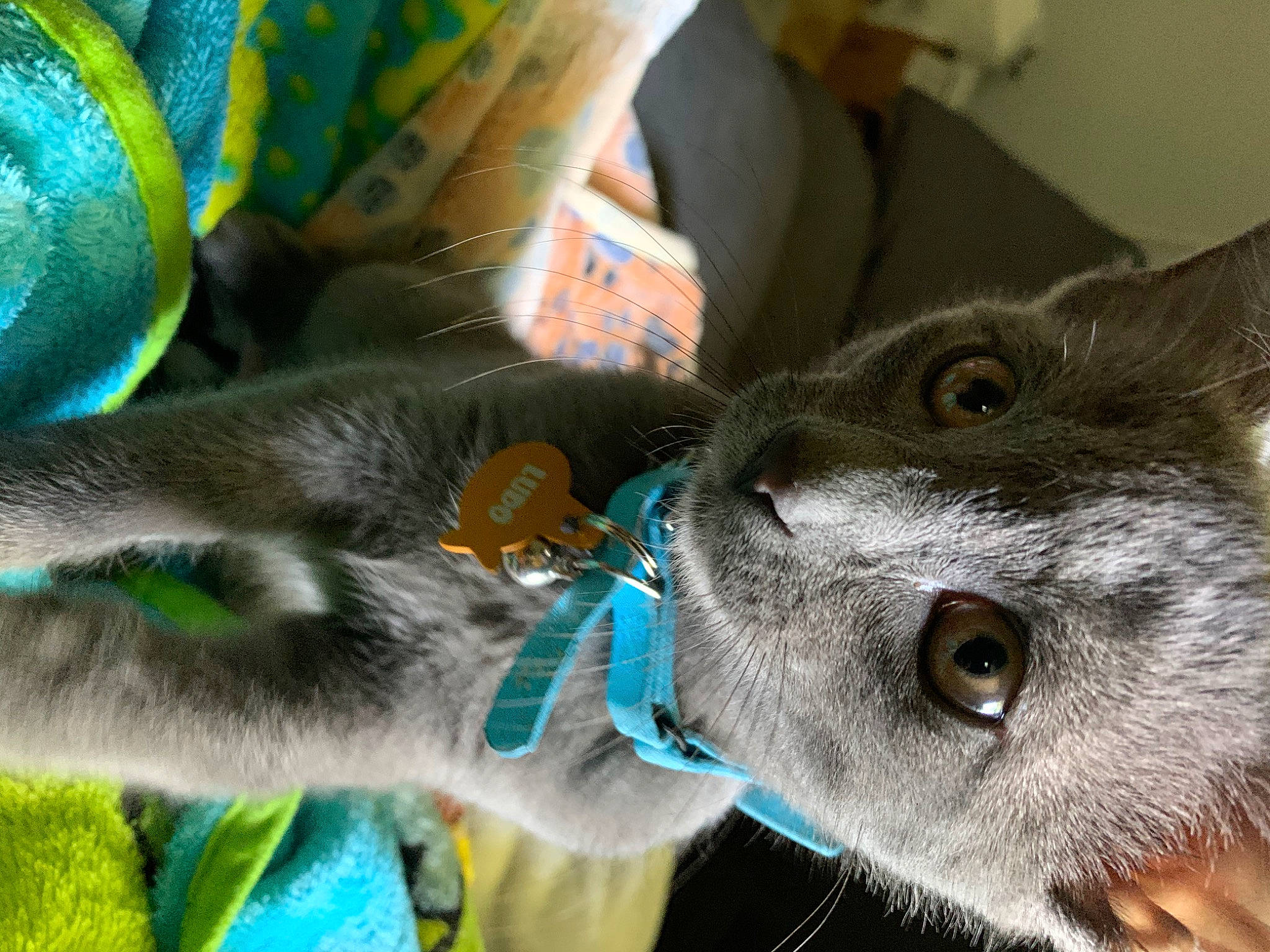 Ludo joined the competition — help win amazing prizes! carnivore, cat, domestic_short_haired_cat, felidae, korat, mammal, russian_blue, small_to_medium_sized_cats, snout, vertebrate, whiskers
