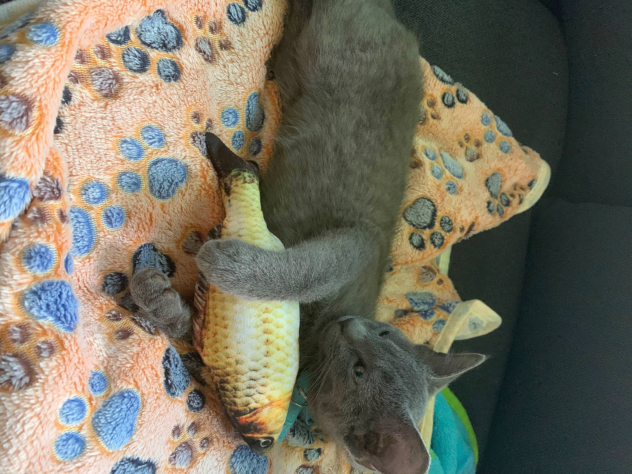 Ludo is registered to the contest to win money with this photo: blue, fish, organism, stuffed_toy, tail, textile, wool