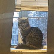 Carmen joined the competition — help win amazing prizes! cat, windowsill, curtains, window, fluffy, tabby, pet, indoor, feline, fur, animal, sitting, looking, cozy, home, mammal, domestic, quiet, resting, curious