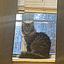cat, windowsill, curtains, window, fluffy, tabby, pet, indoor, feline, fur, animal, sitting, looking, cozy, home, mammal, domestic, quiet, resting, curious