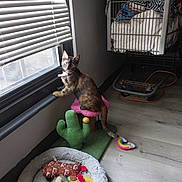 Luna is registered to the contest to win money with this photo: cat, tortoiseshell_cat, cat_toy, cat_bed, window, blinds, floor, laundry_cart, blanket, colorful_toys, cactus_toy, indoor, pet, feline, curious, pink, green, wood_floor, animal, cozy