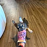 Big Boi is registered to the contest to win money with this photo: animal, bite, black_pants, croc, cute, dog, flooring, footwear, fun, hello_kitty, home, indoor, person, pet, pink, playing, puppy, shoe, toy, wooden_floor
