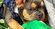 Big Boi is registered to the contest to win money with this photo: animal, blanket, chewing, closeup, colorful, cozy, cute, dog, fabric, french_bulldog, indoors, pet, playful, plush_toy, puppy, resting, sleepy, soft, wearing_clothes, young_dog