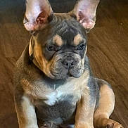 Big Boi is registered to the contest to win money with this photo: animal, brown_floor, canine, companion, cute, dog, domestic_animal, ears, expression, french_bulldog, fur, indoor, looking_down, paws, pet, portrait, puppy, sitting, small_dog, young