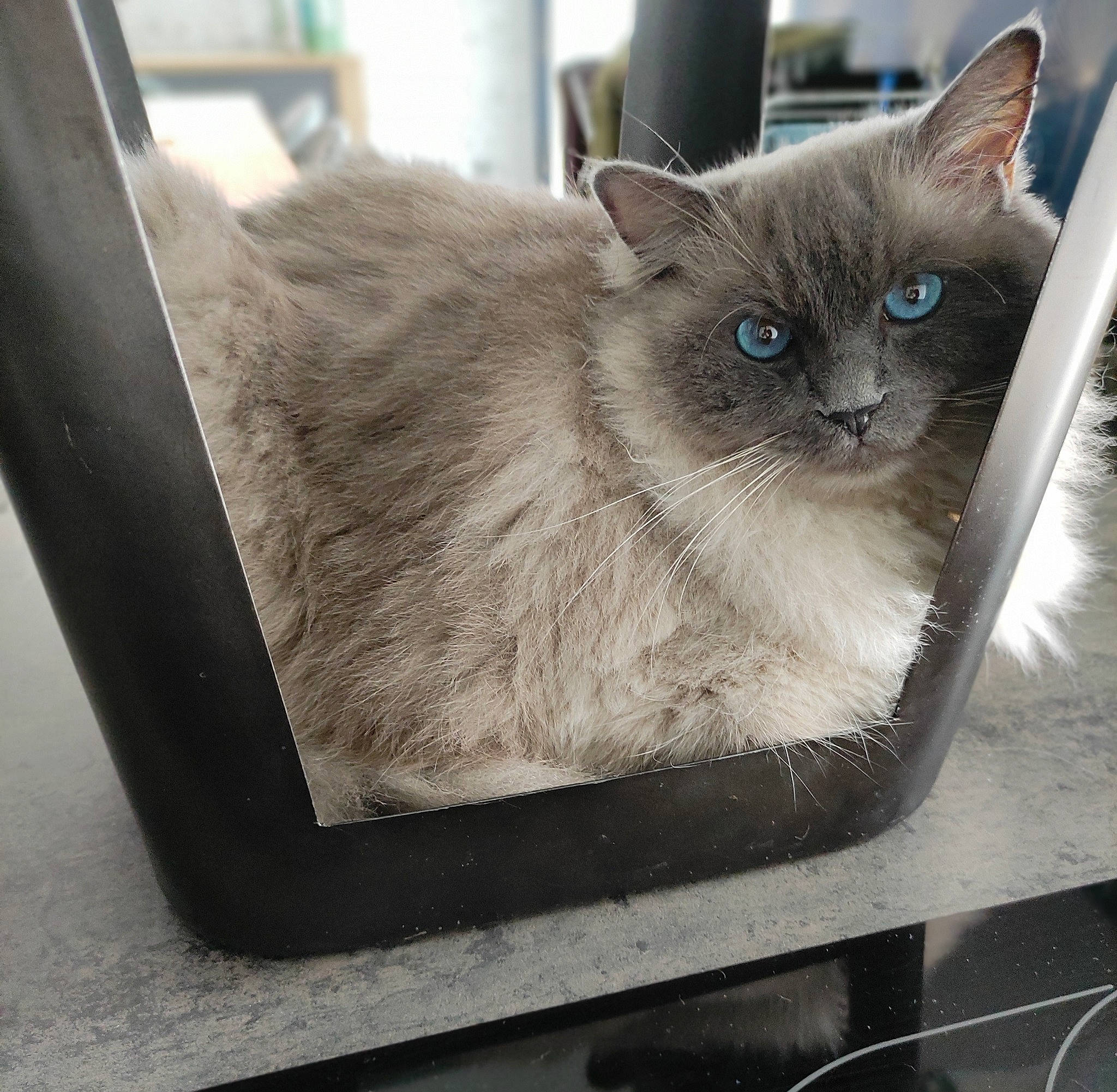 Roméo participe au concours pour gagner de l'argent avec cette photo : balinese, birman, box, carnivore, cat, domestic_short_haired_cat, fawn, felidae, fur, grey, kitchen_utensil, rectangle, siamese, small_to_medium_sized_cats, snout, table, thai, tonkinese, whiskers, window