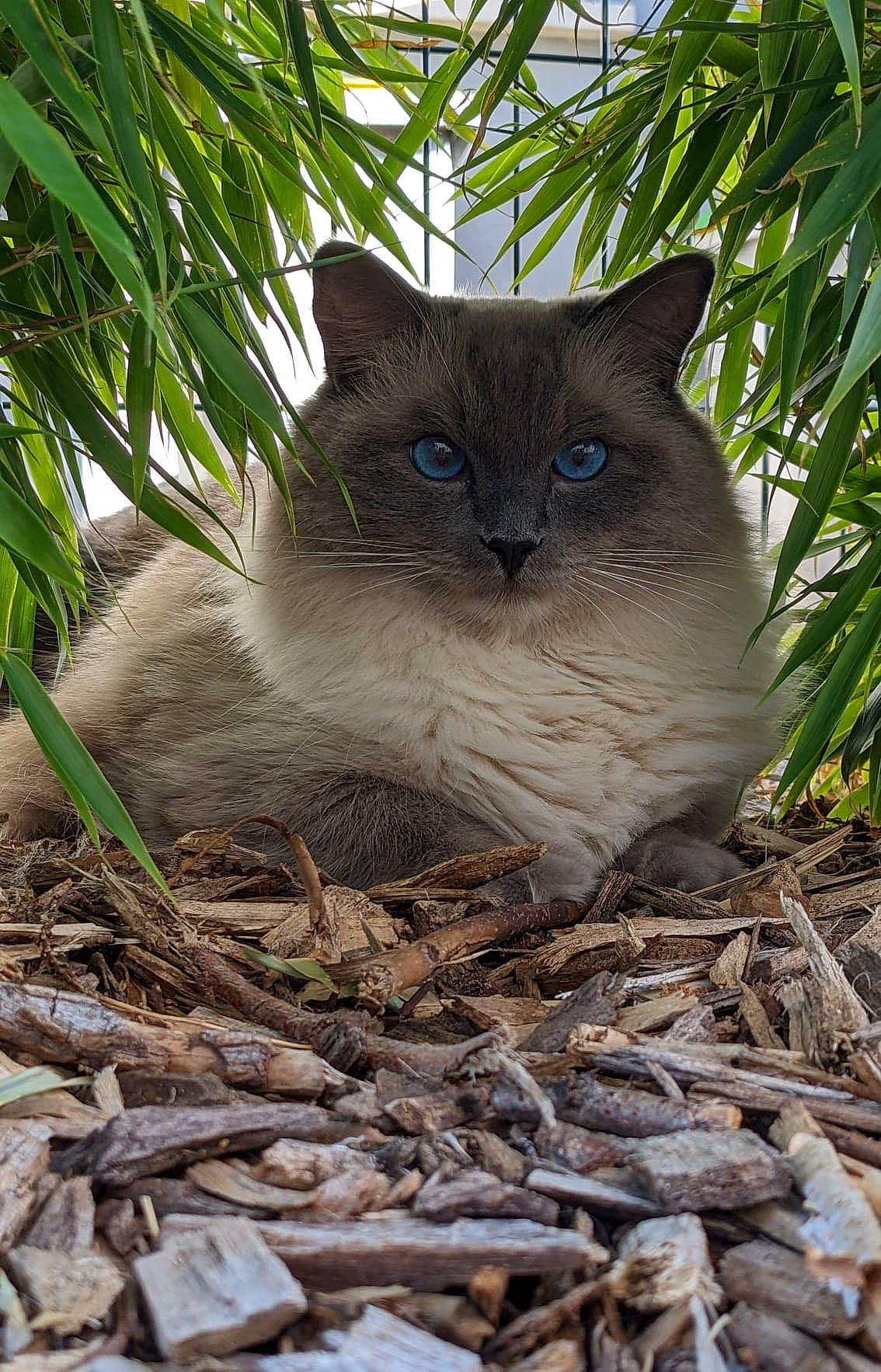 Roméo a rejoint le concours — aidez-le/la à gagner de superbes lots ! carnivore, cat, domestic_short_haired_cat, eye, fawn, felidae, fur, grass, groundcover, iris, plant, small_to_medium_sized_cats, snout, tail, terrestrial_animal, tree, twig, whiskers, wildlife, wood