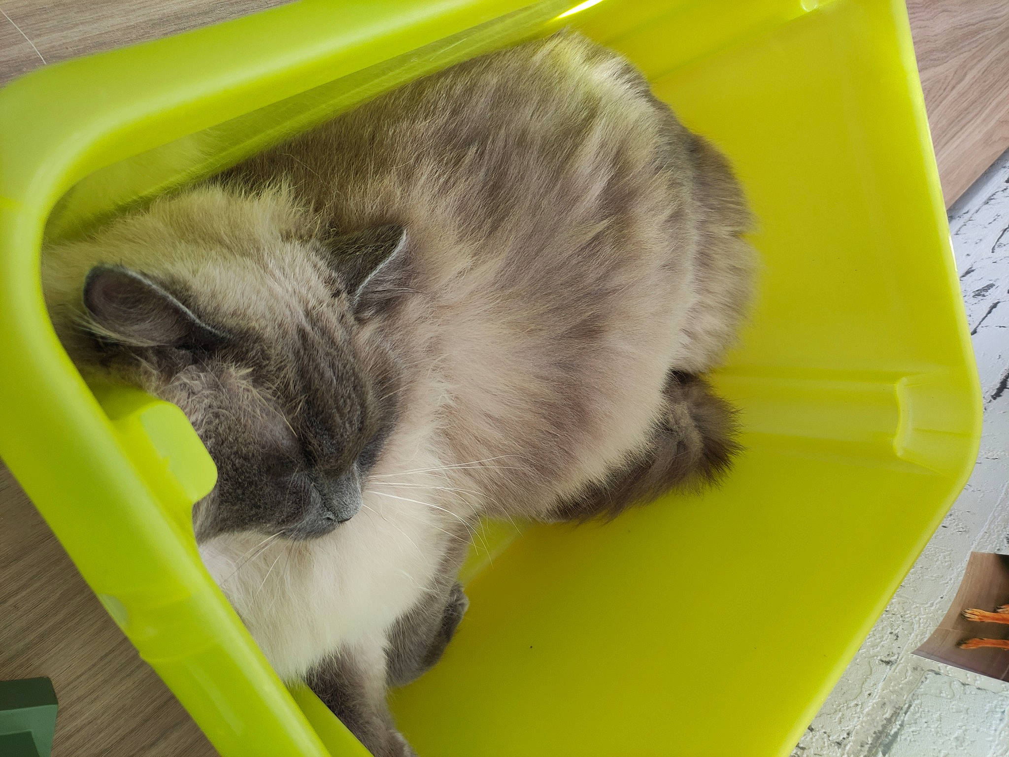 Roméo participe au concours pour gagner de l'argent avec cette photo : balinese, carnivore, cat, domestic_short_haired_cat, felidae, fur, paw, pet_supply, small_to_medium_sized_cats, snout, tail, titanium, whiskers