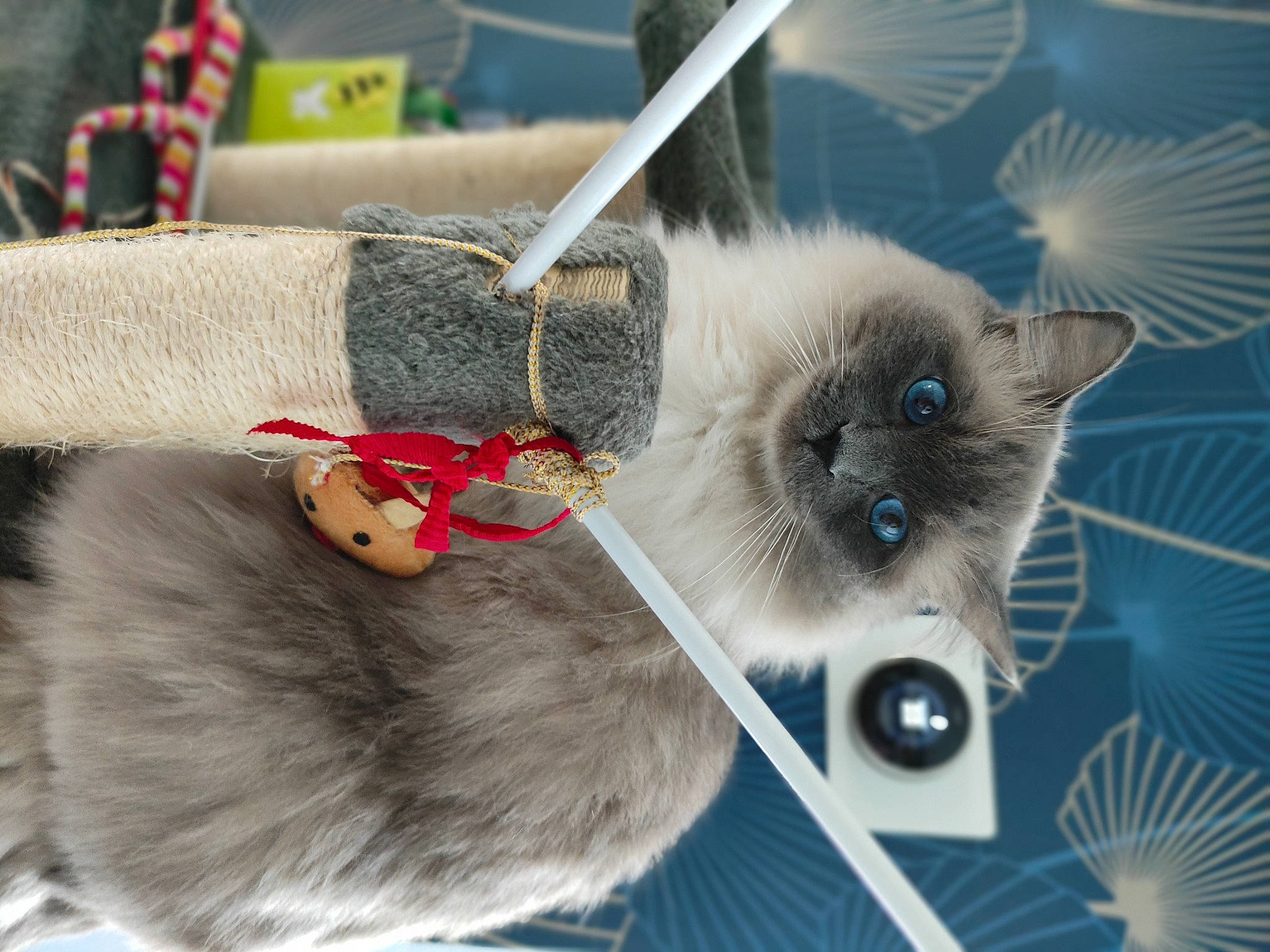 Roméo participe au concours pour gagner de l'argent avec cette photo : balinese, box, carnivore, cat, claw, collar, domestic_short_haired_cat, electric_blue, fawn, felidae, fur, pattern, paw, russian_blue, siamese, small_to_medium_sized_cats, snout, tail, thai, whiskers