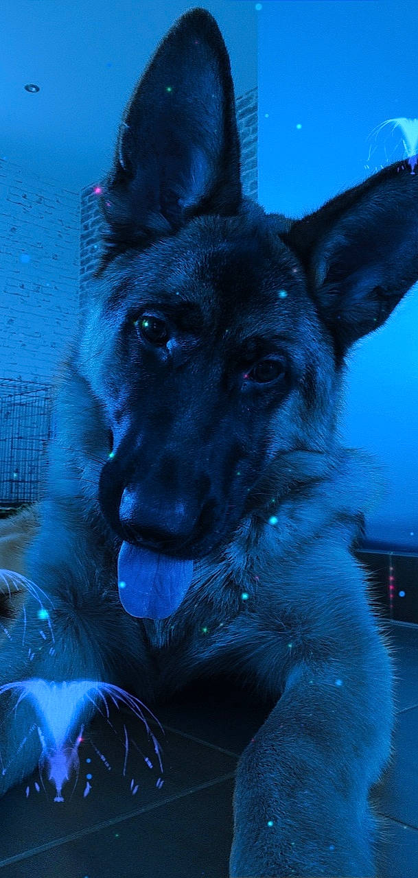 Thémis a rejoint le concours — aidez-le/la à gagner de superbes lots ! ancient_dog_breeds, canidae, carnivore, companion_dog, darkness, dog, dog_breed, dog_collar, ear, electric_blue, fawn, fur, german_shepherd_dog, guard_dog, herding_dog, snout, sporting_group, whiskers, working_animal, working_dog