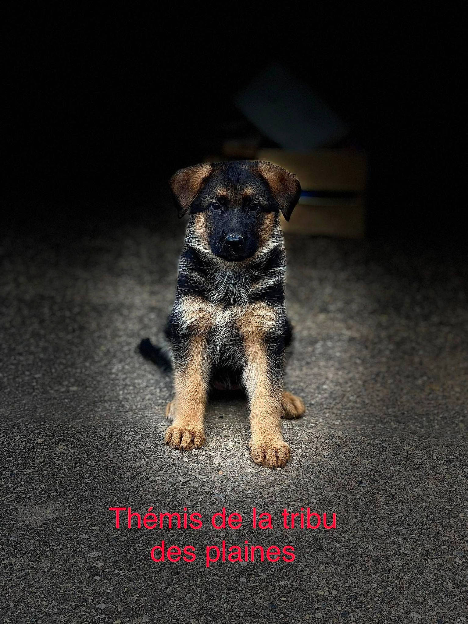 Thémis a rejoint le concours — aidez-le/la à gagner de superbes lots ! carnivore, companion_dog, darkness, dog, dog_breed, paw, shadow, small_terrier, tail, terrestrial_animal, terrier, working_animal, working_dog, working_terrier