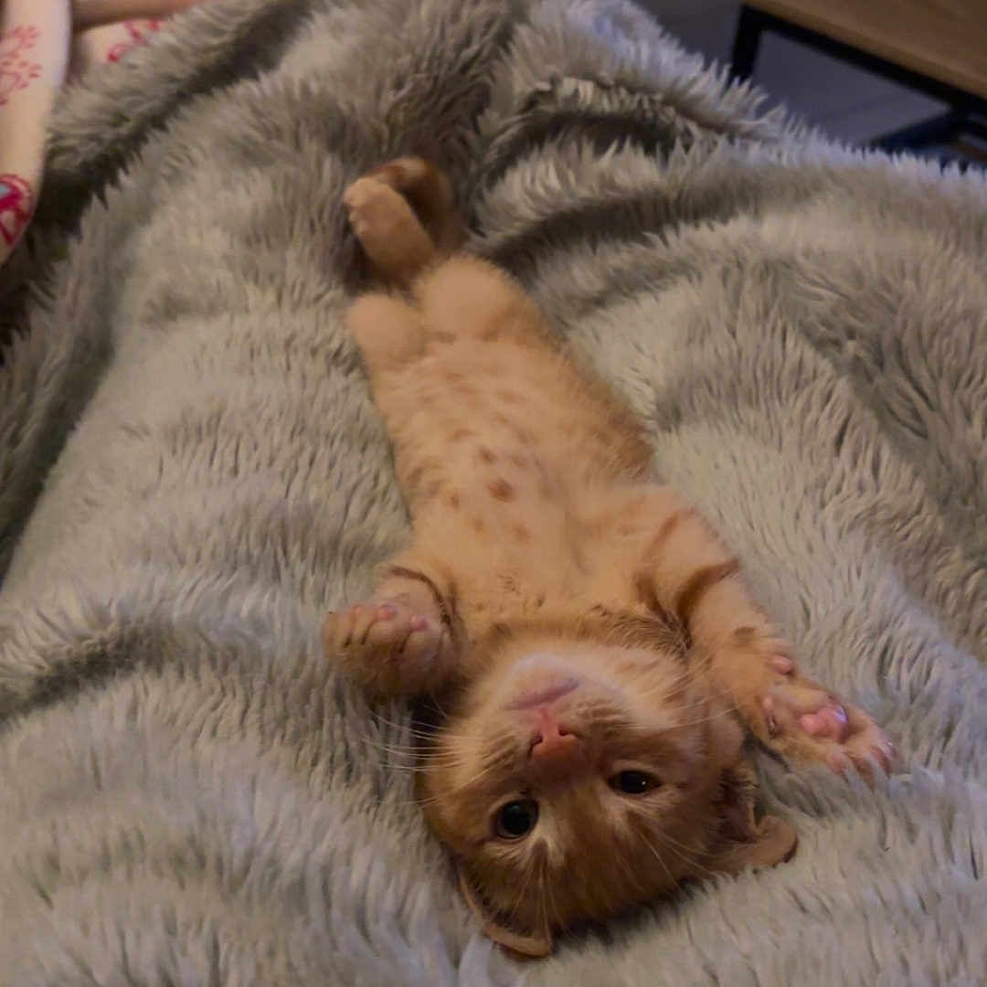 Dos a rejoint le concours — aidez-le/la à gagner de superbes lots ! abyssinian, animal, bed, bedroom, blanket, canine, cat, couch, dog, furniture, indoors, kitten, manx, person, pet, quilt, room, siamese, sleeping, wood
