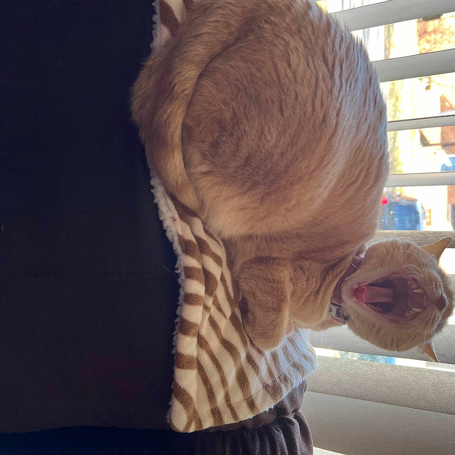 Cinnamon
