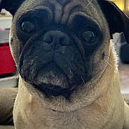 Tommy-Lee joined the competition — help win amazing prizes! dog, pug, close_up, pet, animal, indoor, face, wrinkles, fur, cute, expression, eyes, nose, tongue, muzzle, portrait, canine, companion, domestic, friendly