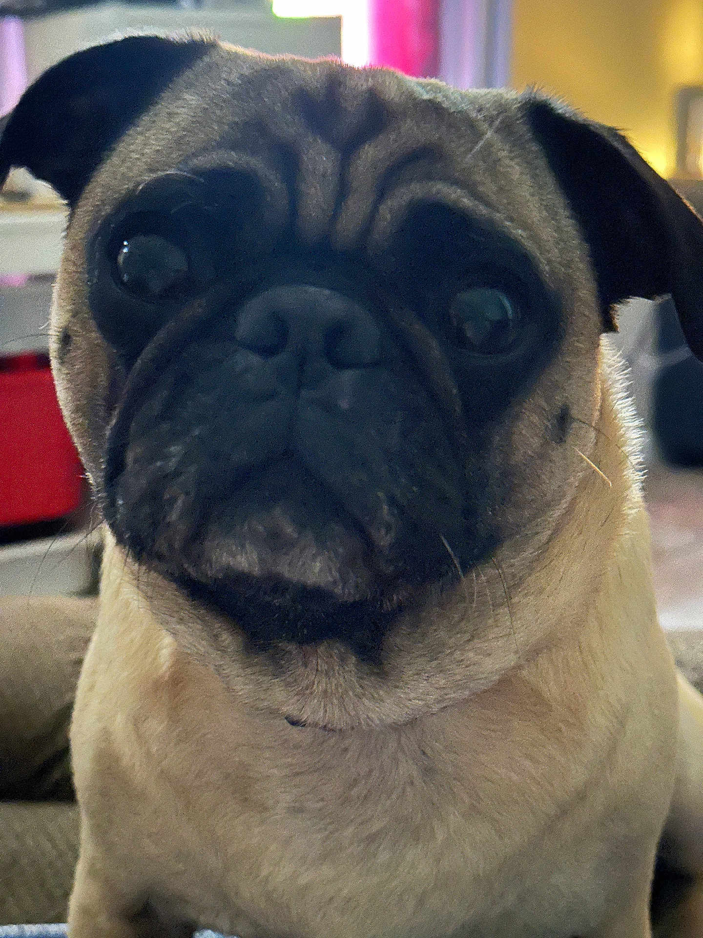 Tommy-Lee joined the competition — help win amazing prizes! dog, pug, close_up, pet, animal, indoor, face, wrinkles, fur, cute, expression, eyes, nose, tongue, muzzle, portrait, canine, companion, domestic, friendly