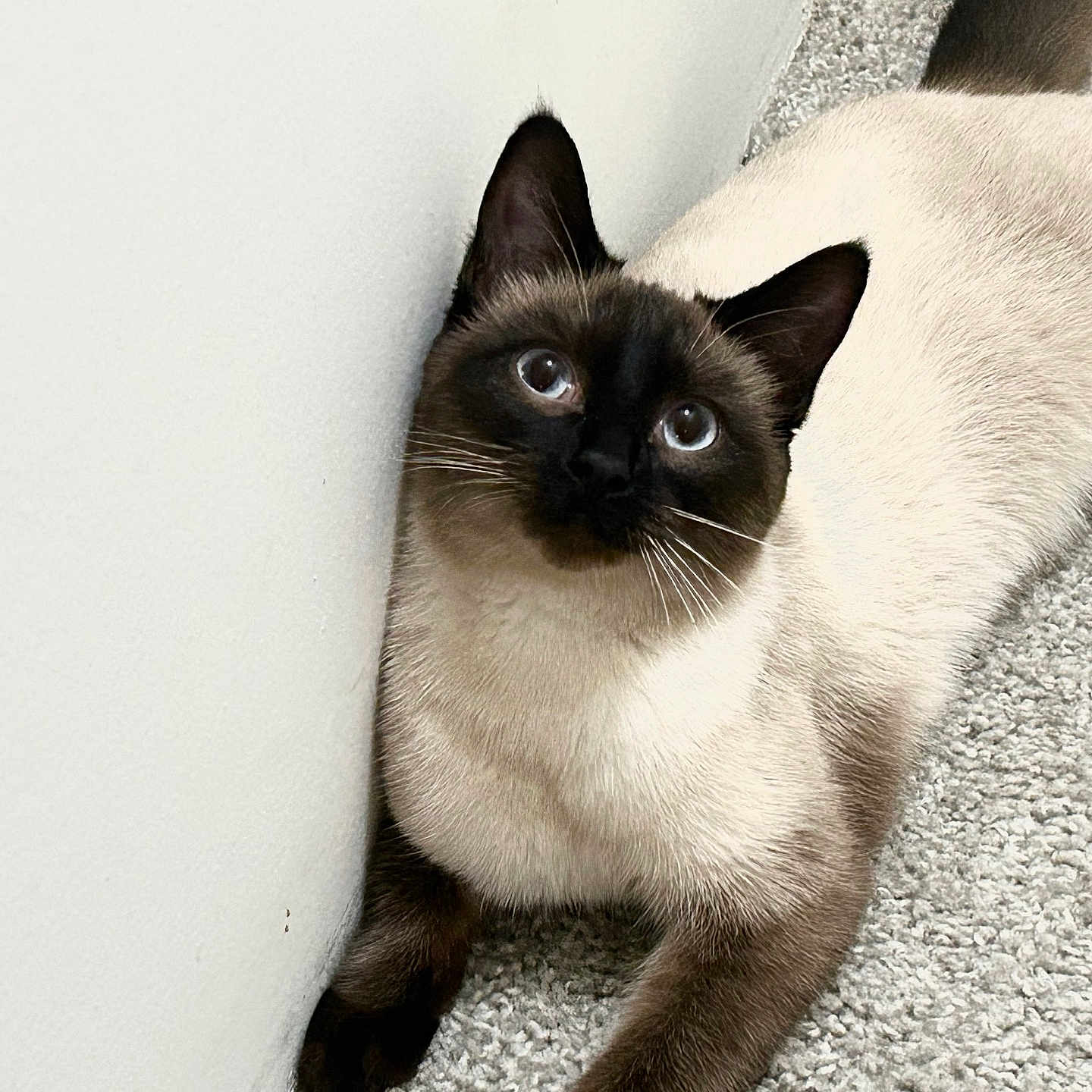 Nala is registered to the contest to win money with this photo: animal, cat, kitten, pet, siamese
