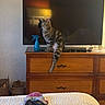 bed, blanket, casual, cat, cozy, curious, domestic, furniture, household, indoor, living_room, pet, reflection, socks, spray_bottle, striped, tabby_cat, tail, television, wooden_dresser