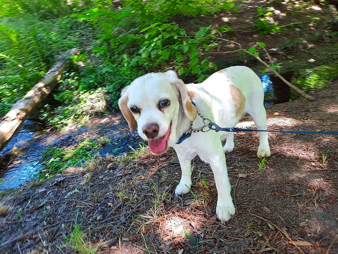 Leenabelle joined the competition — help win amazing prizes! canidae, carnivore, companion_dog, dog, dog_breed, dog_collar, dog_supply, fawn, grass, hunting_dog, non_sporting_group, plant, soil, sporting_group, tail, wood, working_animal