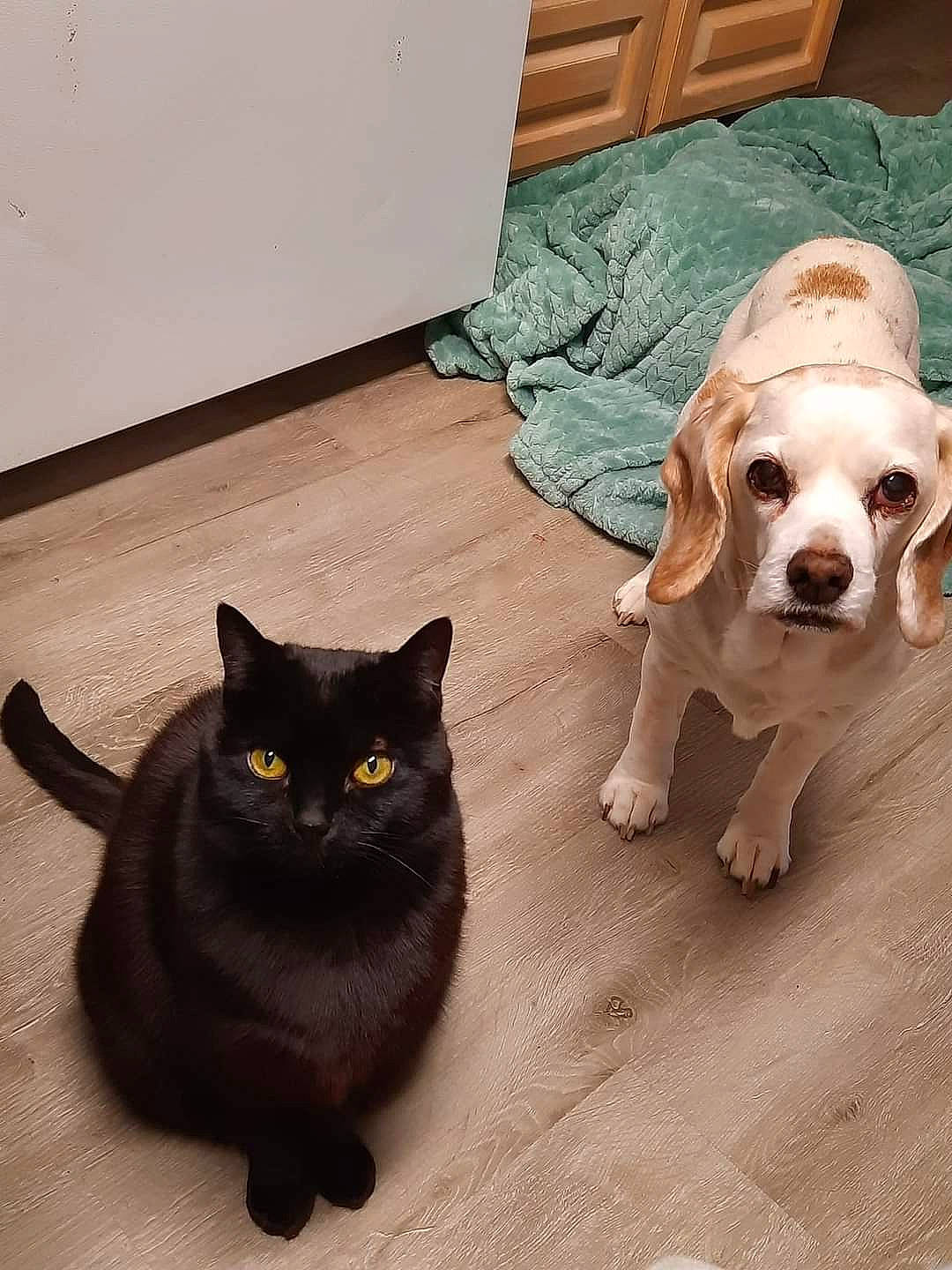 Leenabelle is registered to the contest to win money with this photo: black_cat, bombay, carnivore, cat, companion_dog, dog, dog_breed, fawn, felidae, floor, flooring, hardwood, liver, mammal, small_to_medium_sized_cats, snout, tail, vertebrate, whiskers, wood