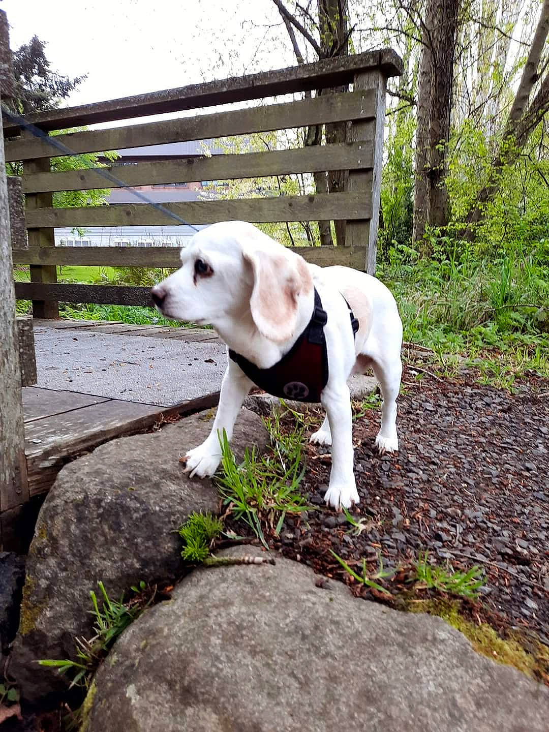 Leenabelle joined the competition — help win amazing prizes! canidae, carnivore, collar, companion_dog, dog, dog_breed, dog_collar, fawn, fence, grass, mammal, pet_supply, plant, sky, snout, sporting_group, tail, tree, wood, working_animal