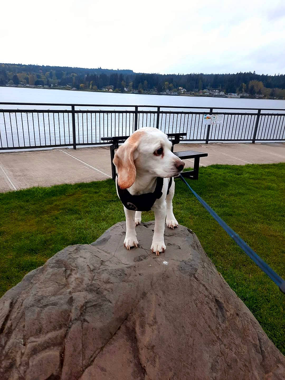 Leenabelle joined the competition — help win amazing prizes! carnivore, cloud, collar, companion_dog, dog, dog_breed, dog_collar, fawn, fence, grass, lake, leisure, pet_supply, sky, snout, sporting_group, tail, water, wood, working_animal