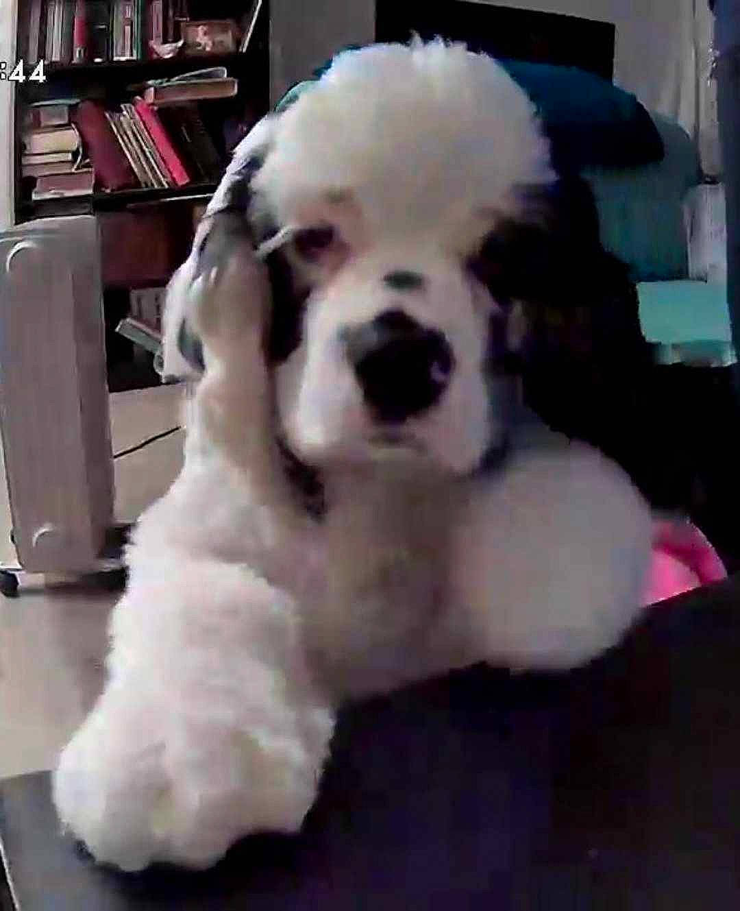 Brutus joined the competition — help win amazing prizes! canidae, carnivore, chair, companion_dog, dog, dog_breed, dog_supply, ear, fur, giant_dog_breed, maltepoo, non_sporting_group, pet_supply, shelf, snout, sporting_group, toy_dog, water_dog, working_animal